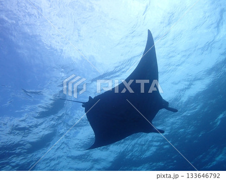 海を泳ぐマンタ 133646792