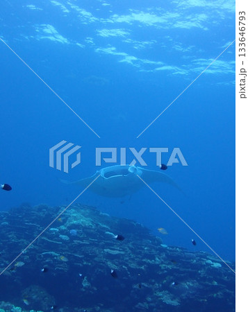 青い海とマンタ 133646793