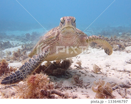泳ぐカメ 泳ぐカメ 133646797