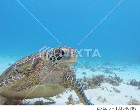 青い海のウミガメ 133646798