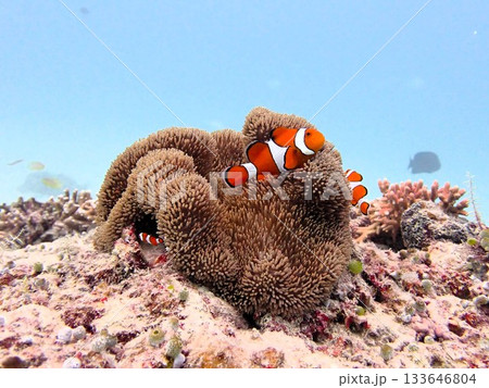 イソギンチャクとクマノミ 133646804
