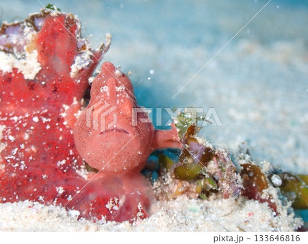 イロカエルアンコウの正面顔 イロカエルアンコウの正面顔 133646816