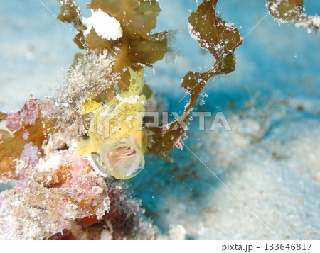 黄色カエルアンコウのあくび 黄色カエルアンコウのあくび 133646817