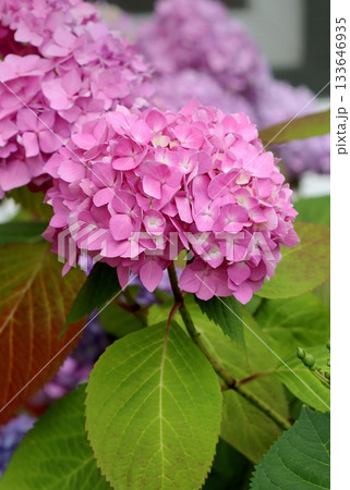 Beautiful big leaf hortensia flower Beautiful big leaf hortensia flower 133646935
