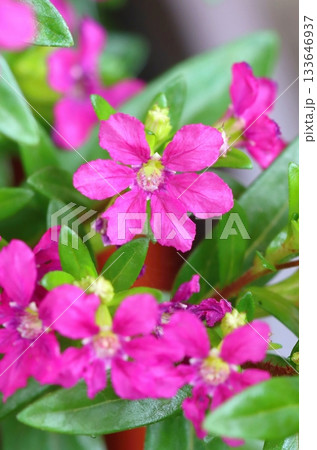 Beautiful tiny elfin herb blooming Beautiful tiny elfin herb blooming 133646937