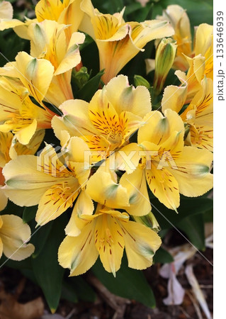 The peruvian yellow lily blooming The peruvian yellow lily blooming 133646939