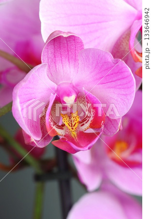 Detail of beautiful pink orchid flower 133646942