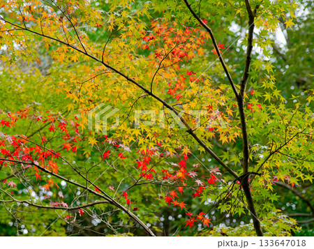 紅葉するイロハカエデ 紅葉するイロハカエデ 133647018