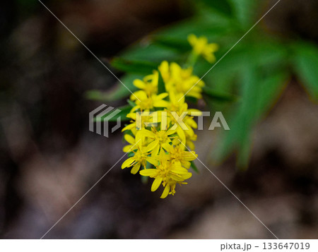 キク科アキノキリンソウ開花 133647019