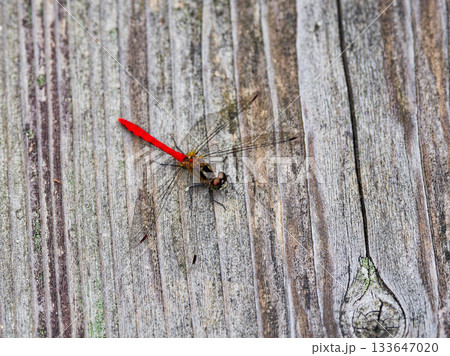 木道に止まるアカネ科最小のヒメアカネ♂ 133647020