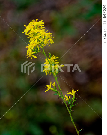 キク科の山野草アキノキリンソウ開花 133647024