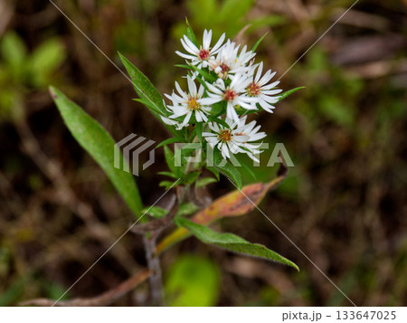 キク科の帰化植物キダチコンギクの白い花 133647025