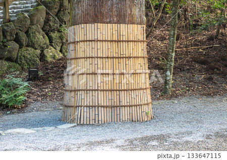 Ise Jingu, Ise, Mei, Japan, Large tree protected with bamboo fence in outdoor garden setting Ise Jingu, Ise, Mei, Japan, Large tree protected with bamboo fence in outdoor garden setting 133647115