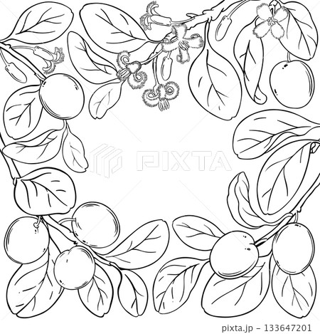Ximenia Branch with Berries Outline Frame. 133647201