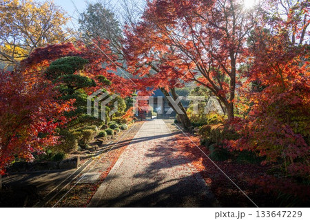 栃木県益子町　圓通寺の紅葉 133647229