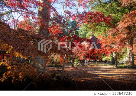 栃木県益子町　圓通寺の紅葉 133647230