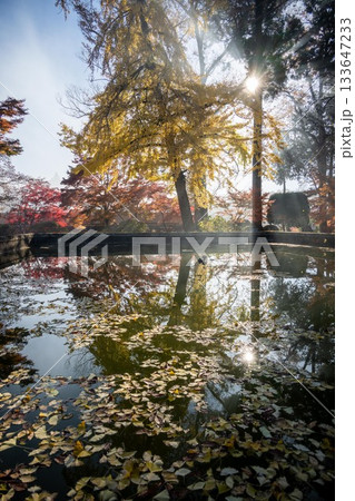 栃木県益子町　圓通寺の紅葉 133647233