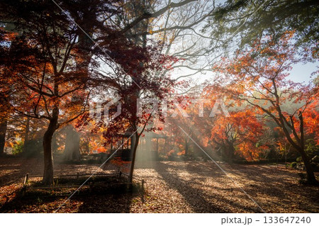 栃木県益子町　圓通寺の紅葉 133647240