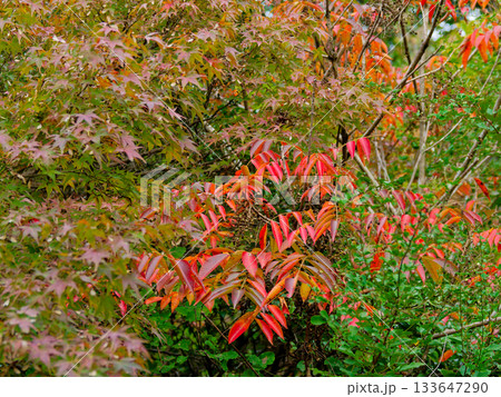 ウルシ科ヤマウルシの紅葉 ウルシ科ヤマウルシの紅葉 133647290