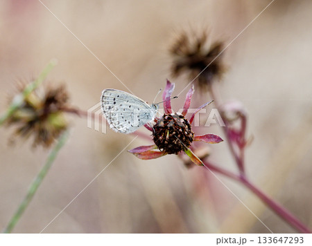 吸蜜するシジミチョウ科ヤマトシジミ♀ 吸蜜するシジミチョウ科ヤマトシジミ♀ 133647293