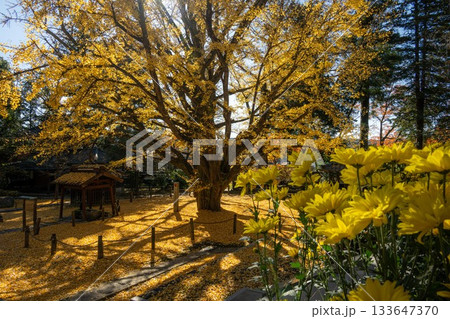 茨城県笠間市　西念寺の紅葉 133647370