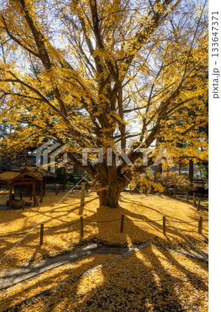 茨城県笠間市　西念寺の紅葉 133647371