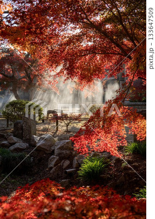 茨城県 福性寺の紅葉 茨城県 福性寺の紅葉 133647509