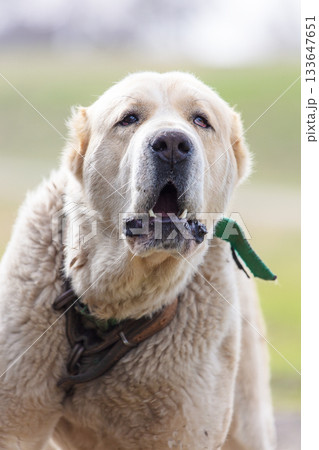 Close-up of a white Alabai dog looking at the camera. Close-up of a white Alabai dog looking at the camera. 133647651