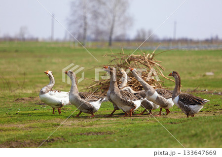 A flock of geese grazes on a green meadow in the countryside. The geese walk together one after another. A flock of geese grazes on a green meadow in the countryside. The geese walk together one after another. 133647669