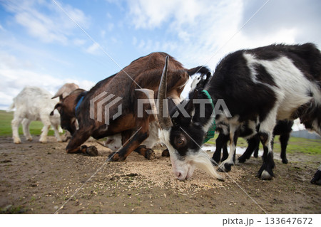 A herd of goats of different breeds eat grain scattered on the ground. 133647672
