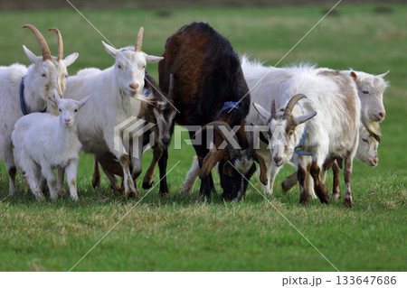 A herd of goats is grazing on a green meadow of different colors. They are grazing on a green meadow. They are eating grass and running around the field. 133647686