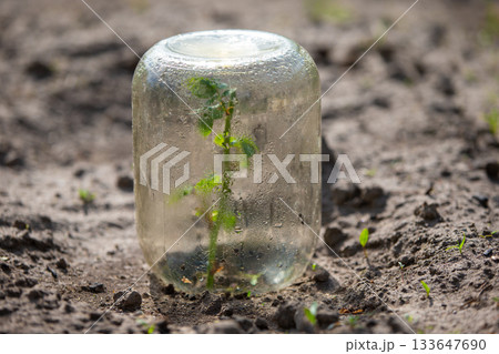 Newly sprouted plant with glass jar greenhouse in garden Newly sprouted plant with glass jar greenhouse in garden 133647690