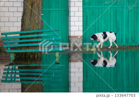 Spring flood. The gate of the house and the bench are flooded with water. A dog is running. Spring flood. The gate of the house and the bench are flooded with water. A dog is running. 133647703