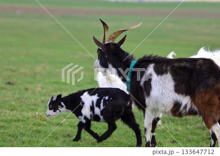 A herd of goats is grazing on a green meadow of different colors. They are grazing on a green meadow. They are eating grass and running around the field. A herd of goats is grazing on a green meadow of different colors. They are grazing on a green meadow. They are eating grass and running around the field. 133647712