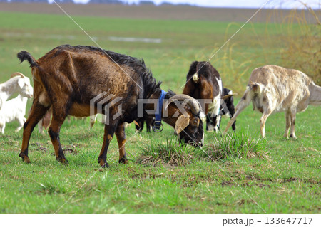 A brown goat is eating grass in a field 133647717
