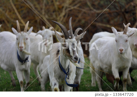 A herd of goats grazes on a green meadow on a farm. A herd of goats grazes on a green meadow on a farm. 133647720