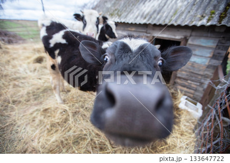 A cow with a black nose and white markings on its face is looking at the camera. The scene is set in a barn with hay on the ground 133647722