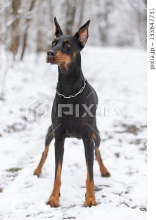 A Doberman dog walks in the snow in winter. 133647731