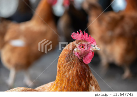 A chicken with a red head stands in a field with other chickens. Concept of peacefulness and simplicity, as the chickens are seen in their natural environment 133647742