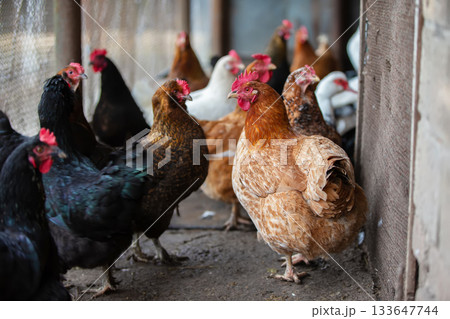 A group of chickens are standing in a pen. Some are black, some are brown, and some are white A group of chickens are standing in a pen. Some are black, some are brown, and some are white 133647744