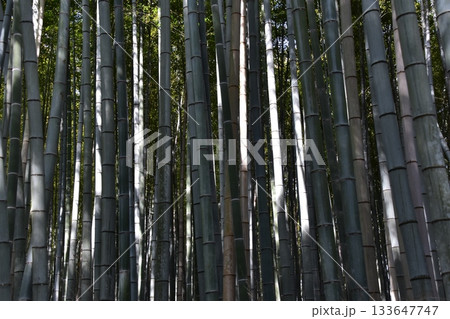 日本の春の京都　嵐山周辺の街並み　観光名所の竹林の小径　沢山の竹に囲まれた神秘的な小道 133647747