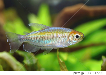 Motley congo tetra fish in aquarium 133647796