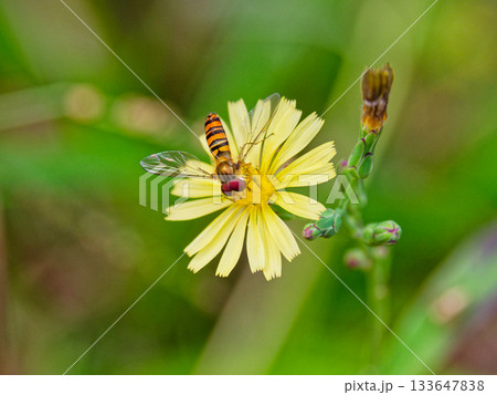 訪花昆虫ハナアブ科ホソヒラタアブ 訪花昆虫ハナアブ科ホソヒラタアブ 133647838