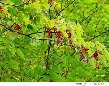 イイギリの赤い果実 イイギリの赤い果実 133647840