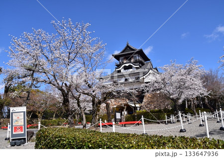 日本の愛知県の犬山市　春の犬山城と満開の桜　日本最古の国宝天守と美しい青空 133647936