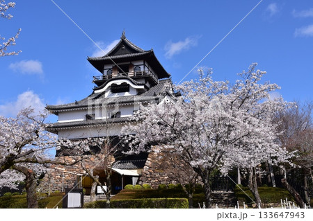 日本の愛知県の犬山市　春の犬山城と満開の桜　日本最古の国宝天守と美しい青空 133647943