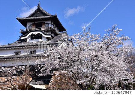 日本の愛知県の犬山市 春の犬山城と満開の桜 日本最古の国宝天守と美しい青空 日本の愛知県の犬山市 春の犬山城と満開の桜 日本最古の国宝天守と美しい青空 133647947