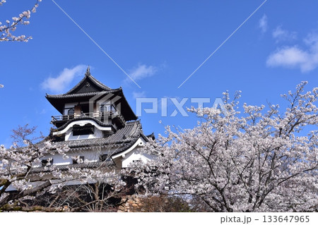 日本の愛知県の犬山市 春の犬山城と満開の桜 日本最古の国宝天守と美しい青空 日本の愛知県の犬山市 春の犬山城と満開の桜 日本最古の国宝天守と美しい青空 133647965