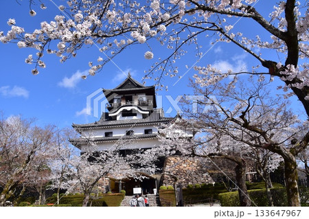 日本の愛知県の犬山市　春の犬山城と満開の桜　日本最古の国宝天守と美しい青空 133647967
