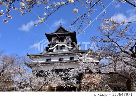 日本の愛知県の犬山市　春の犬山城と満開の桜　日本最古の国宝天守と美しい青空 133647971